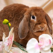 Кролик породы Карликовый баран - взрослые животные фото