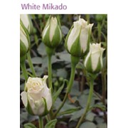 Роза whitemikado фотография