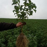 Саженецы смородины чёрной, сорт Церера фото