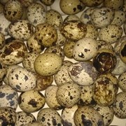 Перепелиные яйца фото