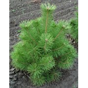 Сосна крымская Pinus Pallasiana фото