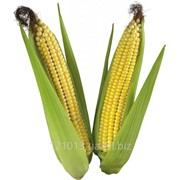 Семена кукурузы Марсель(Франция)