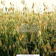 Фуражные зерновые