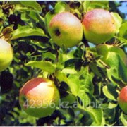 Саженцы яблонь Восход бирка №60 фотография