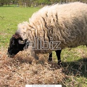 Овцы фото