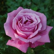 Розы чайно-гибридные Blue parfume