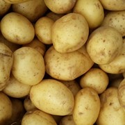 Картофель свежий урожая 2015г. фото