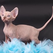 Котята канадского сфинкса фото
