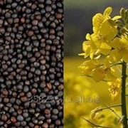 Семена масличных культур фотография