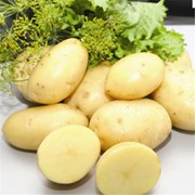 Картофель, сорт импала, размер 5+. Цены Вас приятно удивят. Одесская область. Опт фото