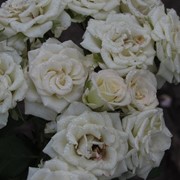 Саженцы роз Олеся (Olesya)