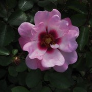 Саженцы роз CHEwdelight фото
