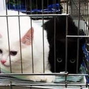 Ветеринарные препараты для кошек фотография
