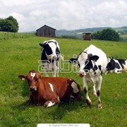 Продам с фермы бычков фотография