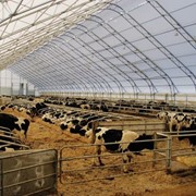 Коровники, молочные фермы фото