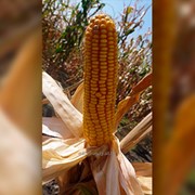 Кукуруза Биляр 160 (ФАО 160) фото