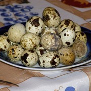 Яйцо | купить яйца перепелов | купить яйца перепелиные| яйца перепелиные купить | Львов | Украина фотография