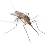 Обработка от комаров фото