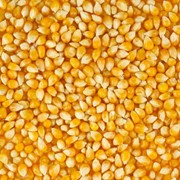 Maize Corn Yellow Animal feed фотография