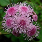 Агератум розовый (семена) фотография