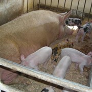 Свиньи в живом весе (мясная порода), купить, Украина, цена, оптом, под заказ, племенные фото