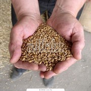 Переработка зерна