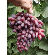 Саженцы винограда Ризомат