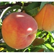 Персики Ред хевен. фото