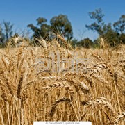 Пшеница третьего класса фотография