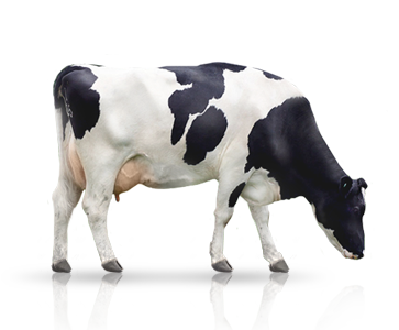 Сколько Стоит Корова Живая 2025 Цена