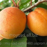 Саженец абрикоса полеский крупно плодный