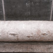 Готовые грибные блоки вешенки, сельскохозяйственная продукция фото