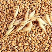 Пшеница озимая Сорт Металлист