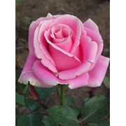 Саженцы розы АКВА фотография