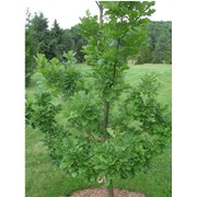 Дуб черешчатый Quercus robur фото