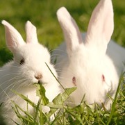 Кролики, купить кроликов, молодые кролики, кролики Украина фото