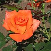 Роза чайно-гибридная Импульс/ ц кор