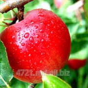 Яблоки зимние в Молдове фото