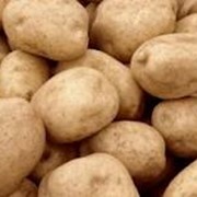 Картофель универсальный, продажа овощей по всей Украине от ООО Фрукт Компани
