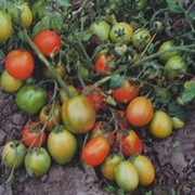Семена томатов Лагидный элита фото