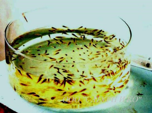 Купить Личинку Карпа В Ростовской Области