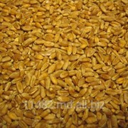 Производство, сбор , переработка и реализация подсолнечника, кукурузы, пшеницы фуражной. фото