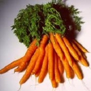 Морковь свежая урожай 2016 года фото