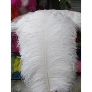 Перо страуса. Цвет белый. Размер 45-50cм. (1шт.) ПС50-01 фотография
