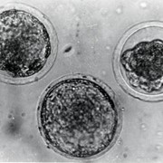 Пересадка эмбрионов фото