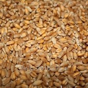 Пшеница/Wheat / 142 USD