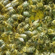Матки пчелиные фотография