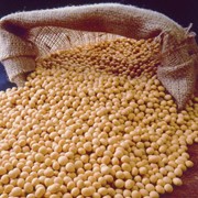 Соя, ячьмень, пшеница, зернобобовые культуры продам в полтавской области. фото