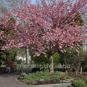 Сакура Prunus serr. Amanogawa Обхват ствола 300-350 фото