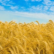 Пшеница озимая фото